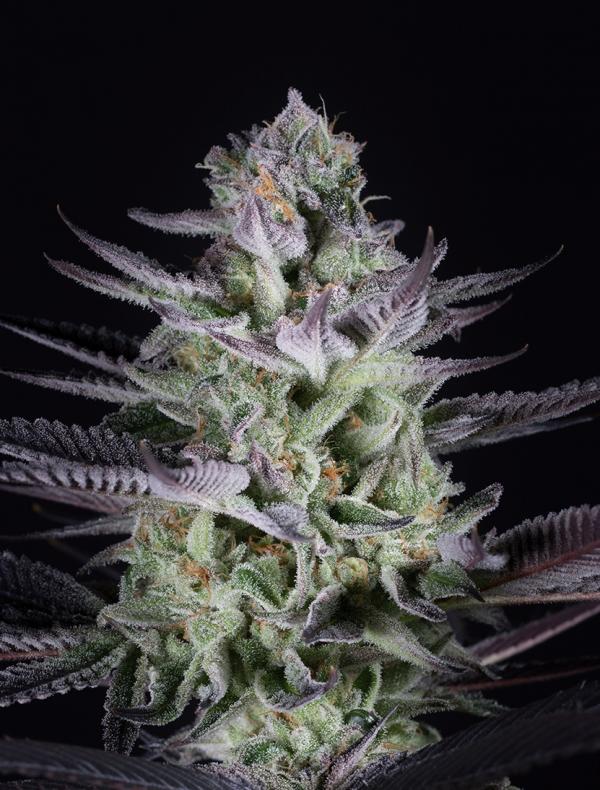 Bluberry variété cannabis