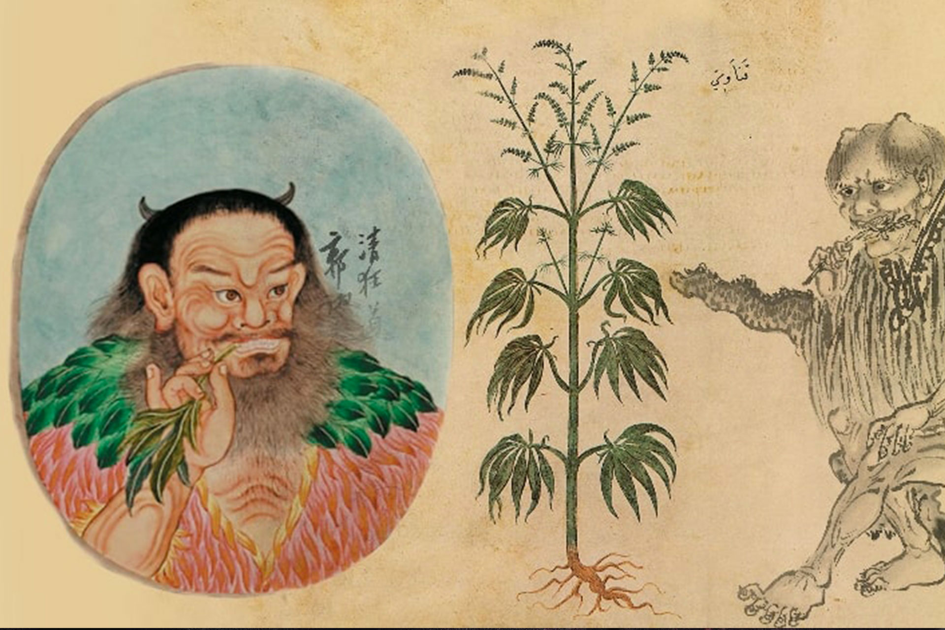 histoire-cannabis-chine
