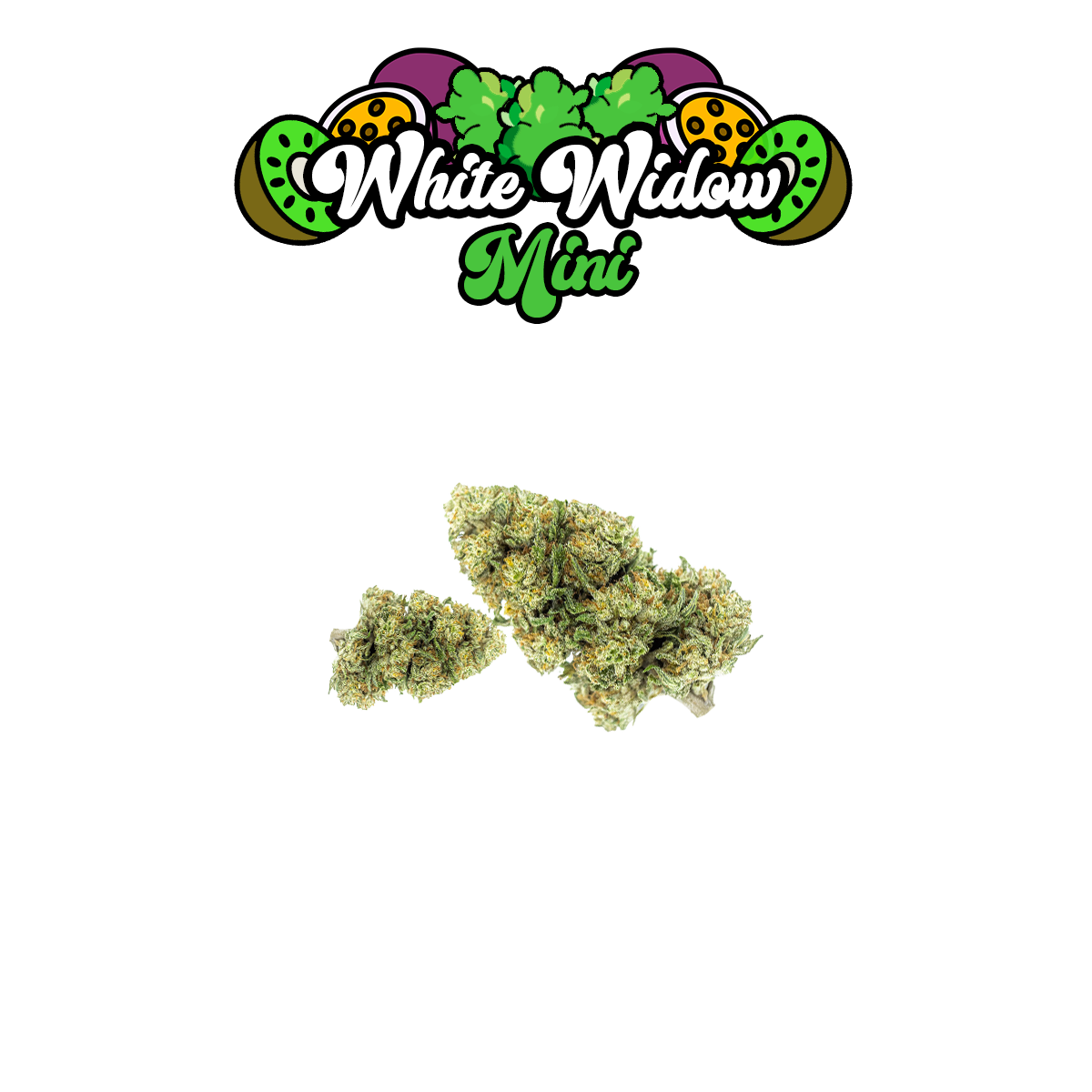 white-widow-fleurs-cbd-mini-cannabis