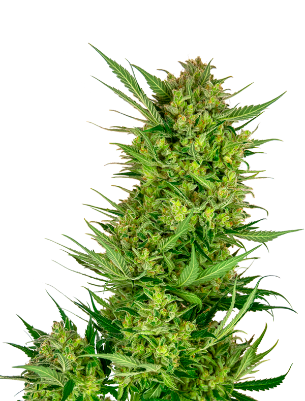 blue-gelato-weeds-cbd-shop-produit--