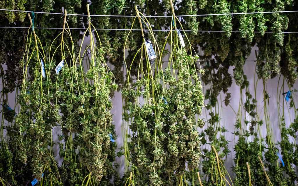 cultiver du cannabis : récolte, séchage, curing,