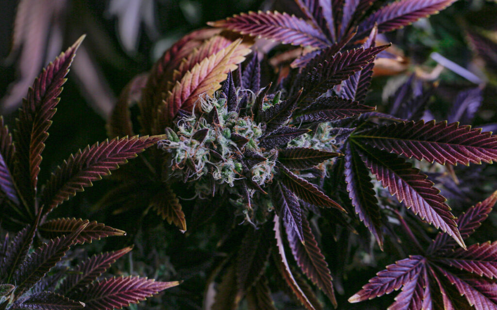cannabis Purple Haze