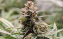 cannabis amnésia fleurs cbd